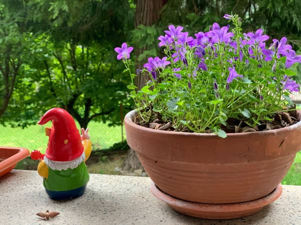 Vaso e nanetto su davanzale